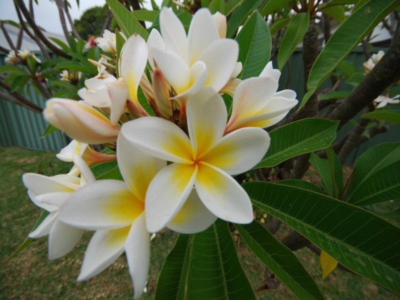 285 Roberts, Greenacre NSW 2190