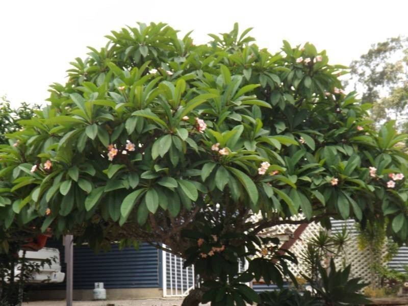 163 Halford Drive, Maroondan QLD 4671