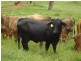 “Coglan”/3108 Limbri road, Weabonga NSW 2340