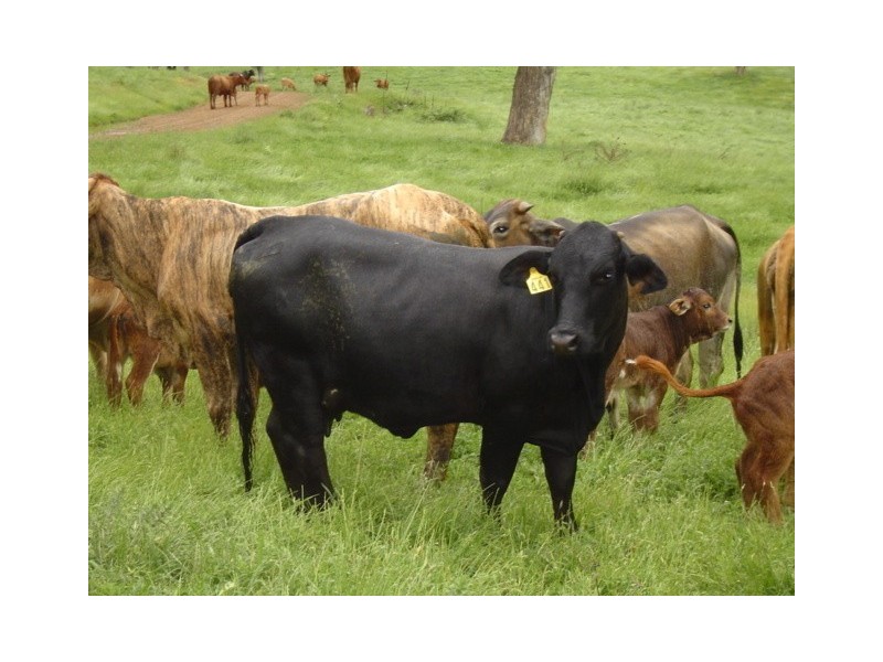 “Coglan”/3108 Limbri road, Weabonga NSW 2340