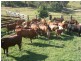 “Coglan”/3108 Limbri road, Weabonga NSW 2340