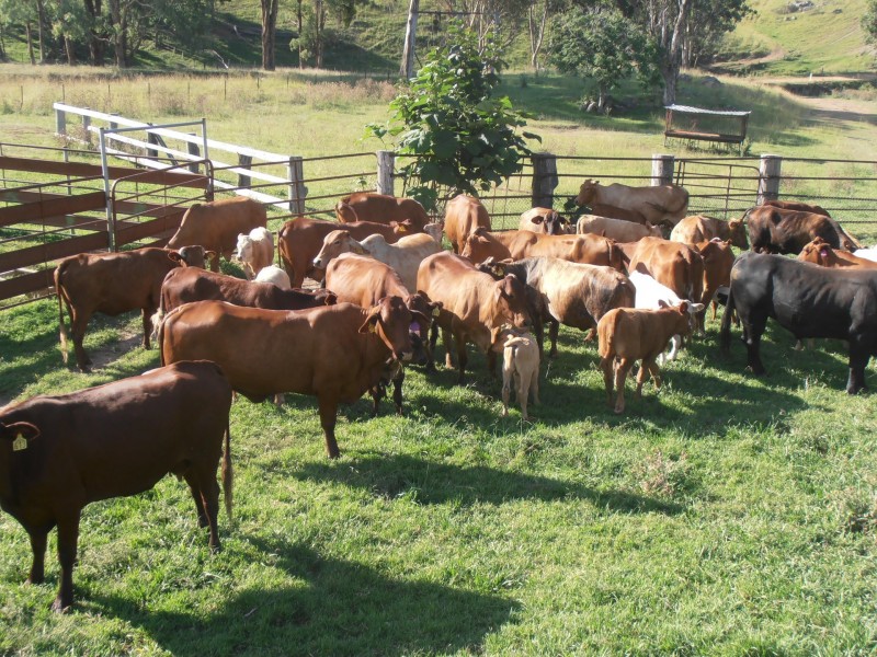 “Coglan”/3108 Limbri road, Weabonga NSW 2340