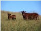 “Coglan”/3108 Limbri road, Weabonga NSW 2340