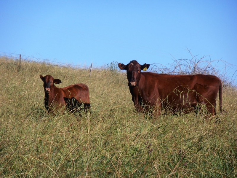 “Coglan”/3108 Limbri road, Weabonga NSW 2340