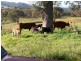 “Coglan”/3108 Limbri road, Weabonga NSW 2340