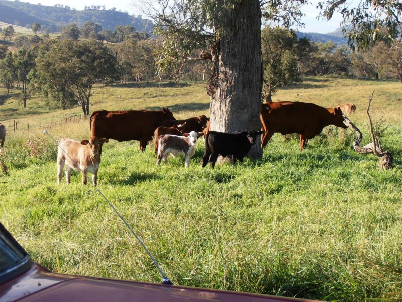 “Coglan”/3108 Limbri road, Weabonga NSW 2340