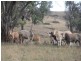 “Coglan”/3108 Limbri road, Weabonga NSW 2340