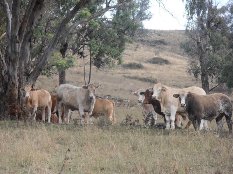 “Coglan”/3108 Limbri road, Weabonga NSW 2340