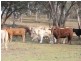 “Coglan”/3108 Limbri road, Weabonga NSW 2340