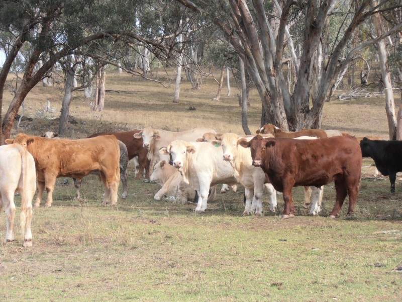 “Coglan”/3108 Limbri road, Weabonga NSW 2340