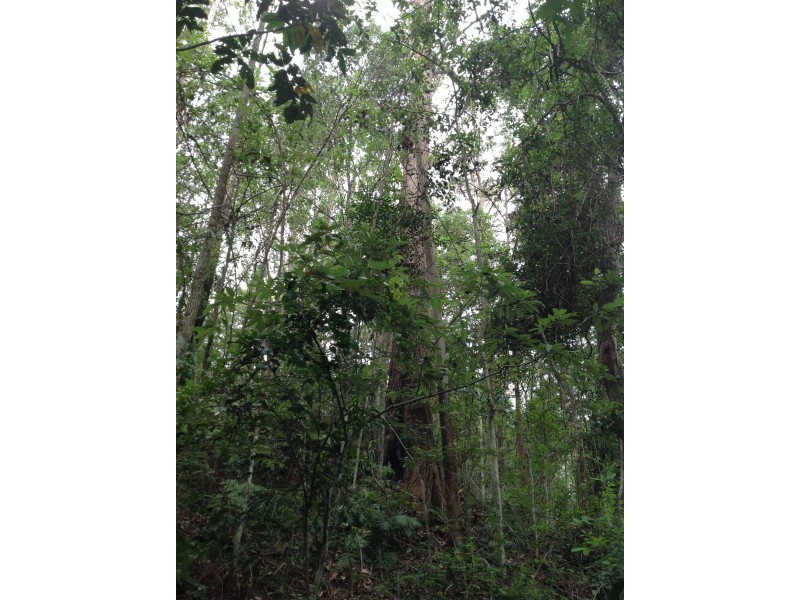 792 Maleny-Kenilworth Rd, Elaman Creek QLD 4552