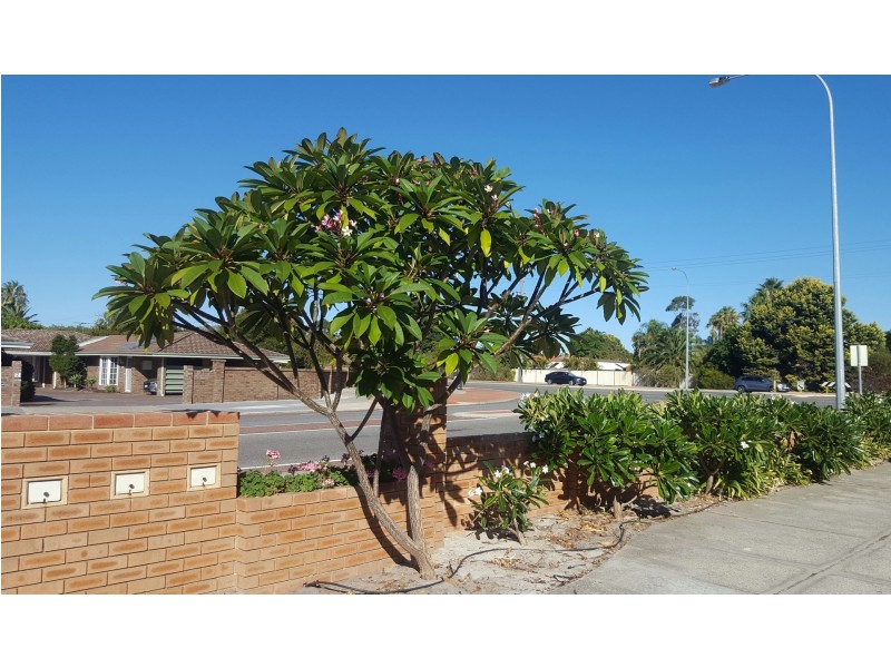 1 Wheatley Drive, Bull Creek WA 6149