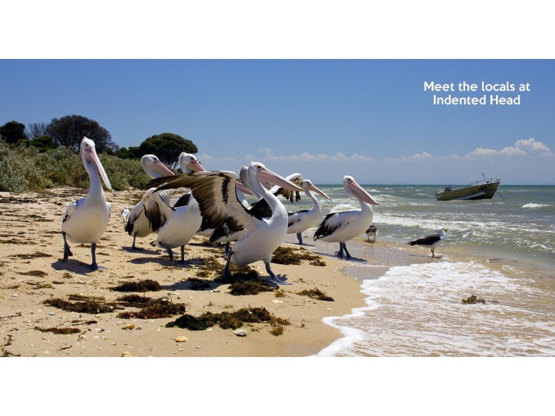 18 Half Moon Crescent, Indented Head VIC 3223