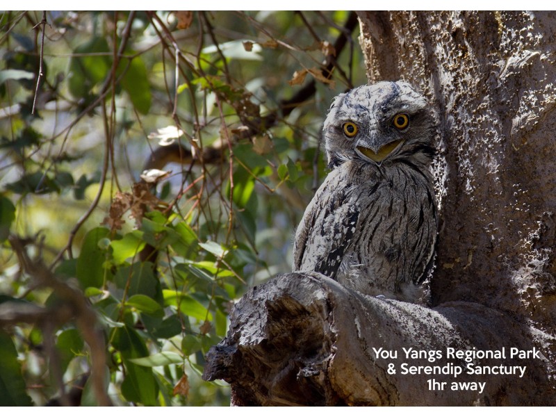 18 Half Moon Crescent, Indented Head VIC 3223