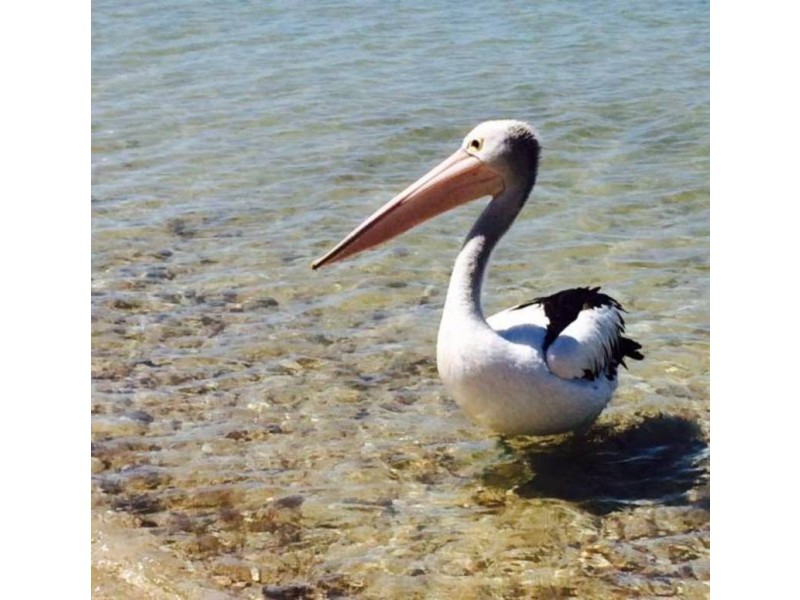 18 Half Moon Crescent, Indented Head VIC 3223