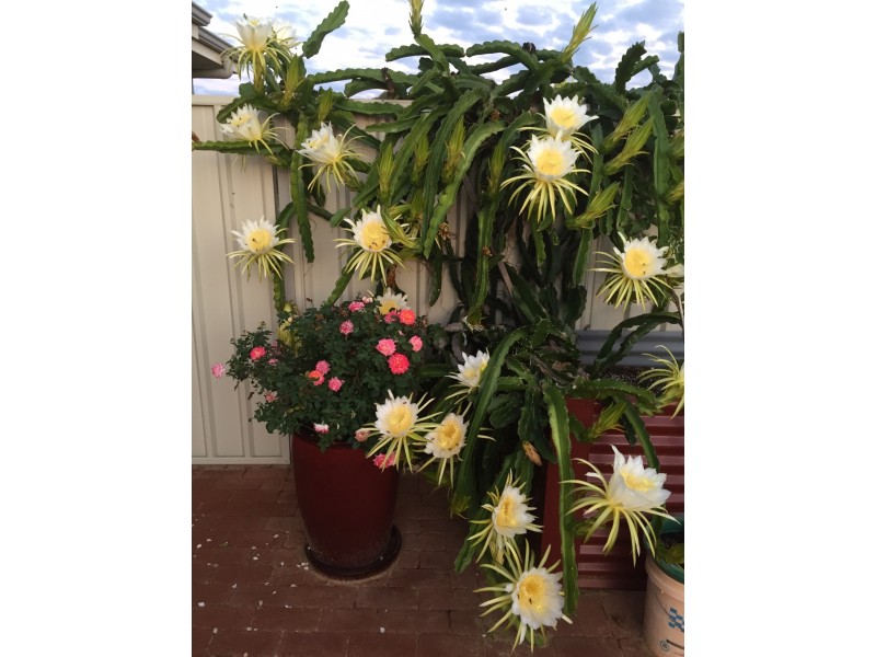 Lot 151 Jurien Bay Vista, Jurien Bay WA 6516