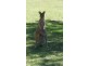 Lot 28 Doeblien Drive, South Stradbroke QLD 4216