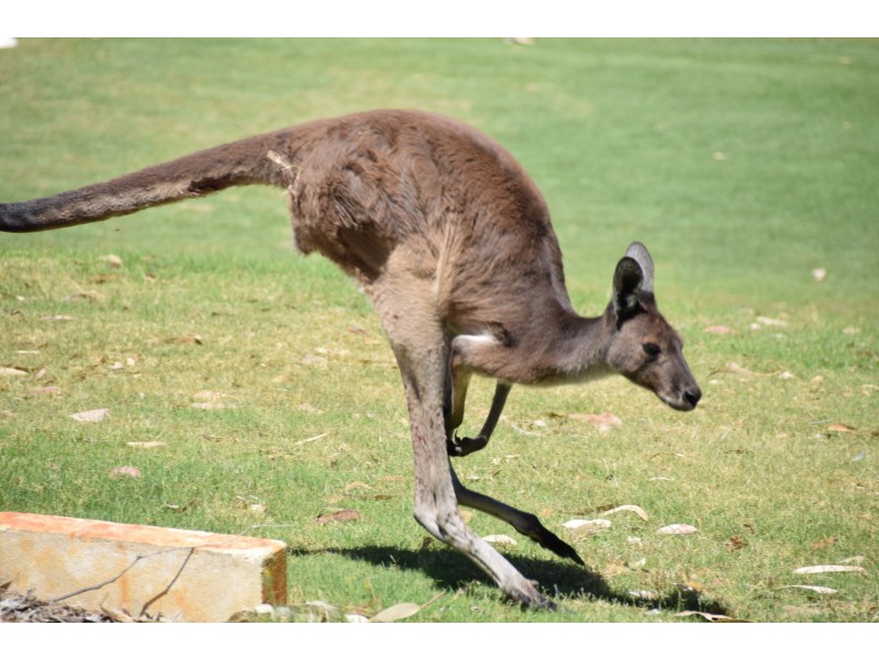 11 GOLFERS RETREAT, Halls Head WA 6210