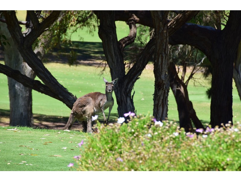 11 GOLFERS RETREAT, Halls Head WA 6210