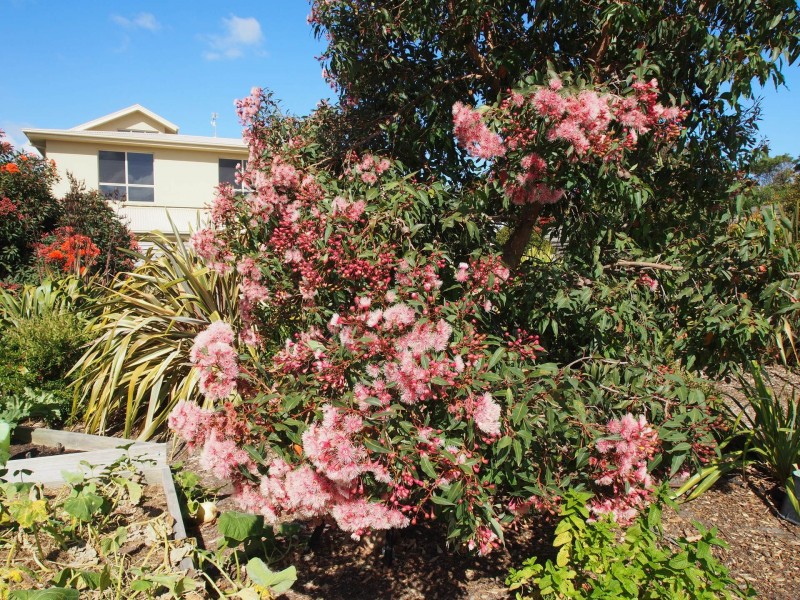 19 Wheeler Road, Cape Paterson VIC 3995