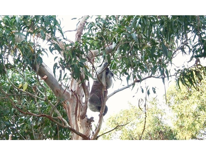 19 Wheeler Road, Cape Paterson VIC 3995