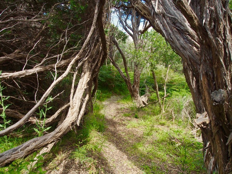 19 Wheeler Road, Cape Paterson VIC 3995