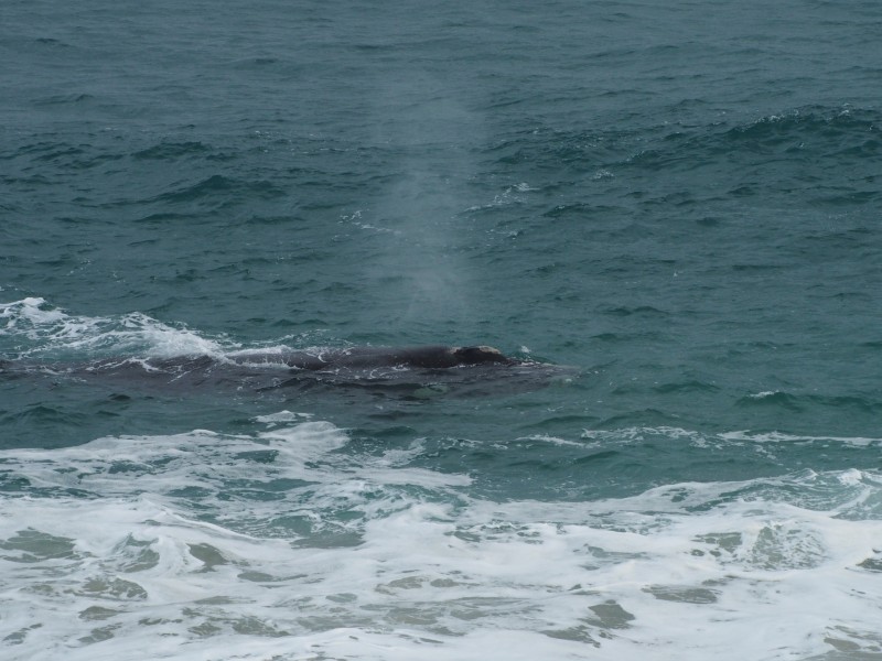 19 Wheeler Road, Cape Paterson VIC 3995