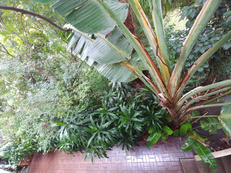 11 Pitt st, Randwick NSW 2031