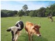 866 Pomona Kin Kin Rd, Kin Kin QLD 4571