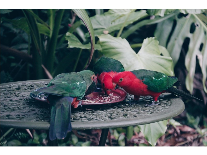 8 Canyon Parade, Springbrook QLD 4213