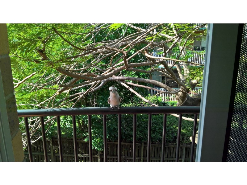 6/89 Alderley Avenue, Alderley QLD 4051