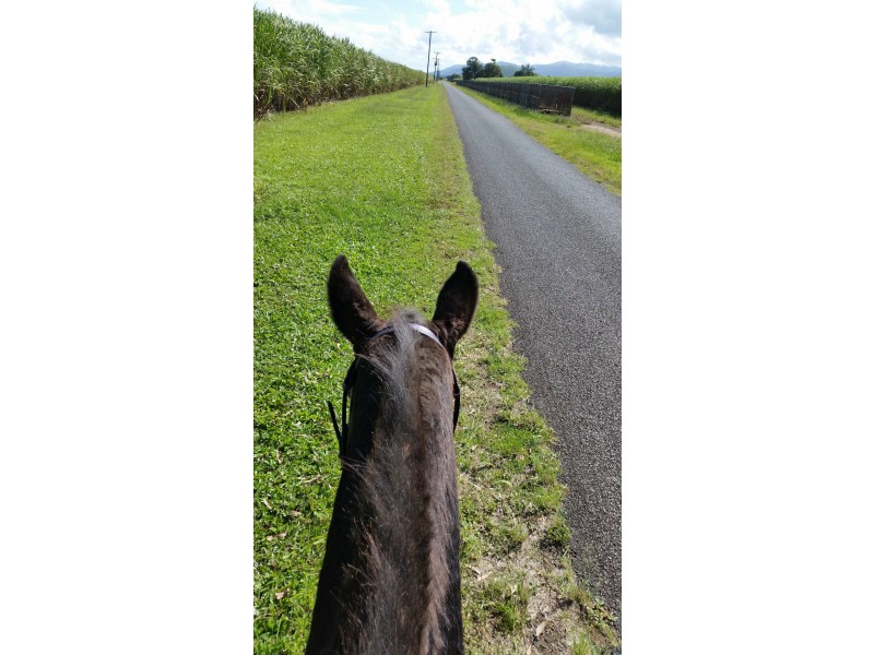 Lot 109 Dexter Road, Gordonvale QLD 4865