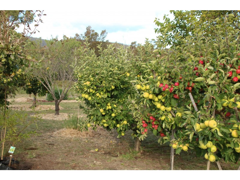 798 Old Coach Road, Cranbrook TAS 7190