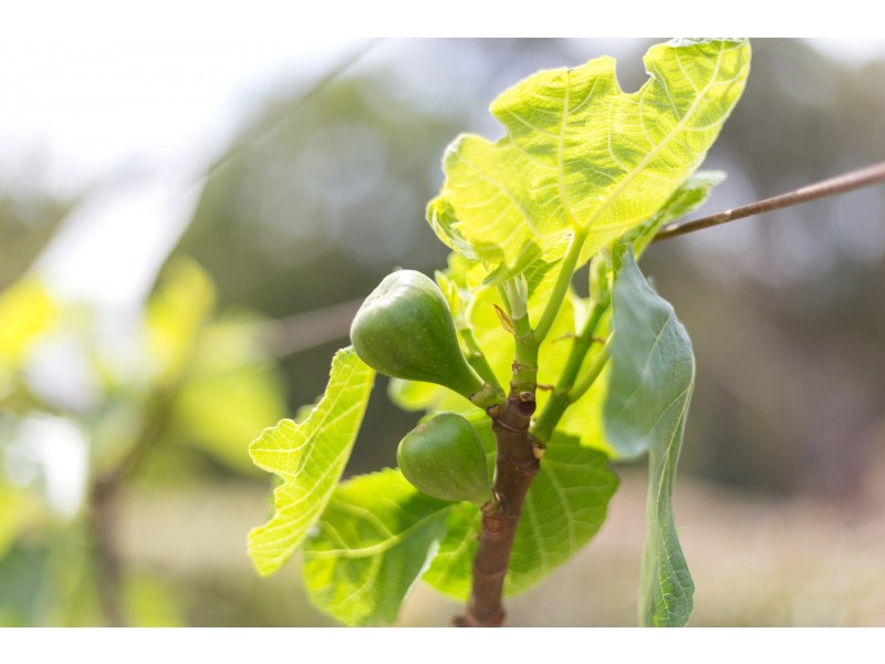 15 Pinnacle Place, Marlee via, Wingham NSW 2429