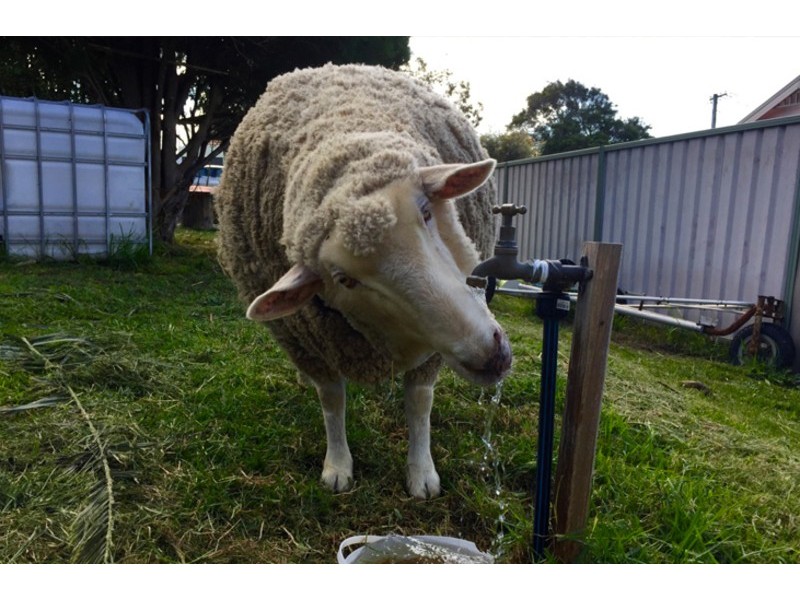 28 Hexham Street, Kahibah NSW 2290