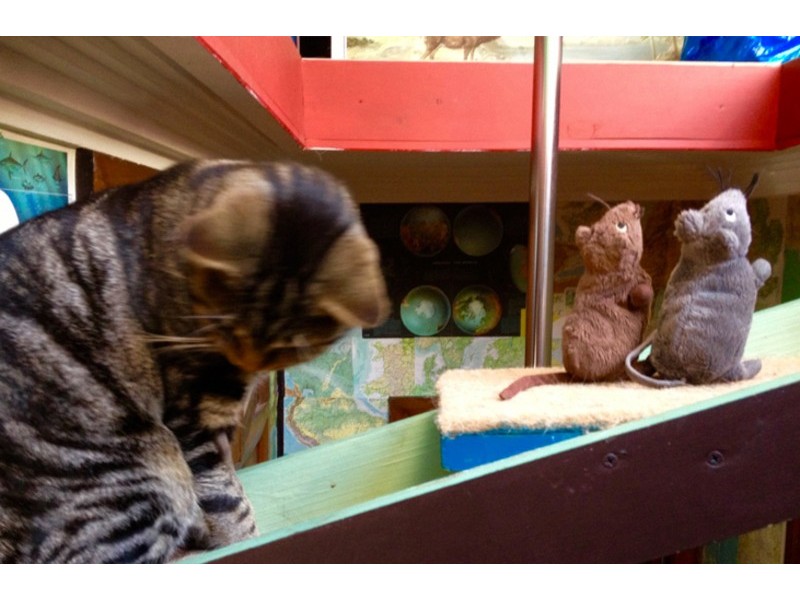 28 Hexham Street, Kahibah NSW 2290