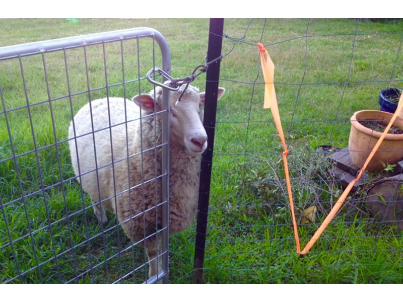 28 Hexham Street, Kahibah NSW 2290