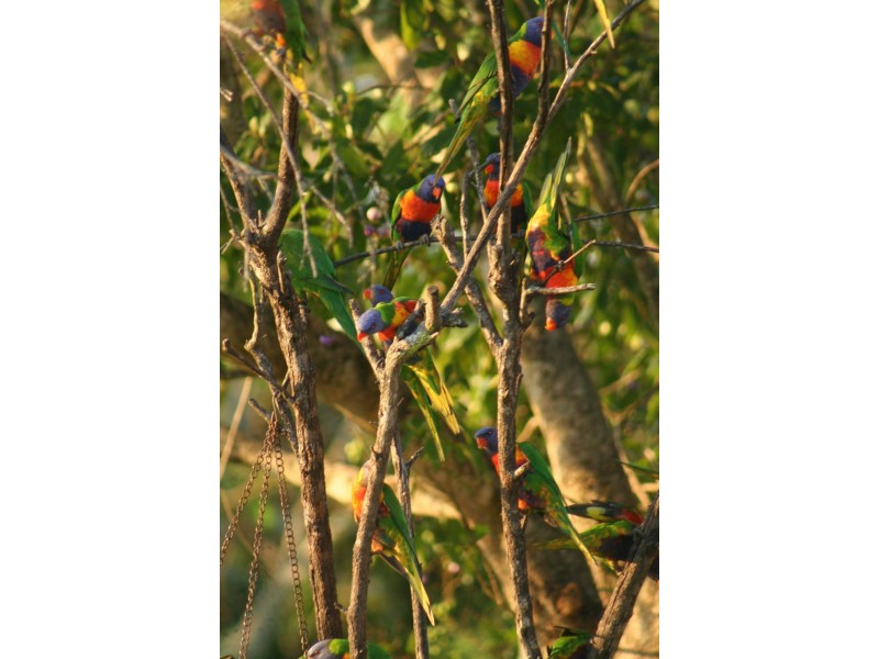 91 Lawnville Road, Cooroy QLD 4563