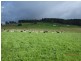 7721 Thunderbolts Way, Nowendoc NSW 2354