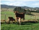 7721 Thunderbolts Way, Nowendoc NSW 2354