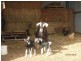 7721 Thunderbolts Way, Nowendoc NSW 2354