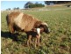 7721 Thunderbolts Way, Nowendoc NSW 2354