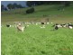 7721 Thunderbolts Way, Nowendoc NSW 2354