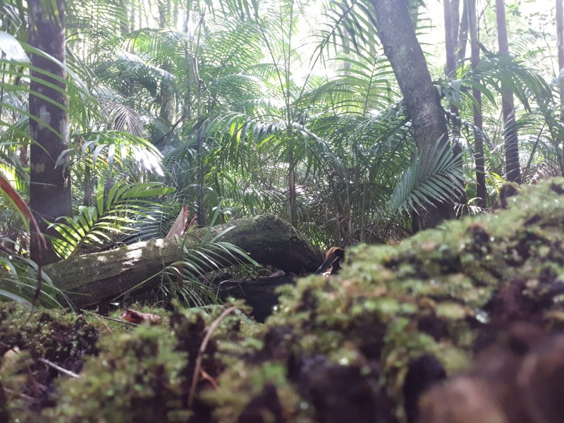 212 Gallaghers Lane, Ashby Heights NSW 2463