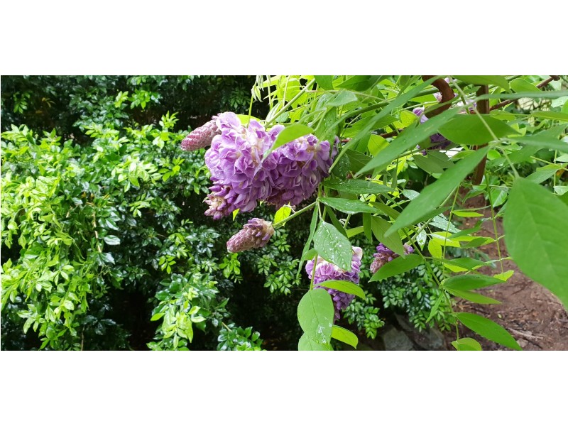 212 Gallaghers Lane, Ashby Heights NSW 2463