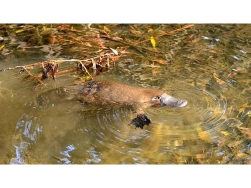 310 Rickards Road, Kolonga QLD 4671