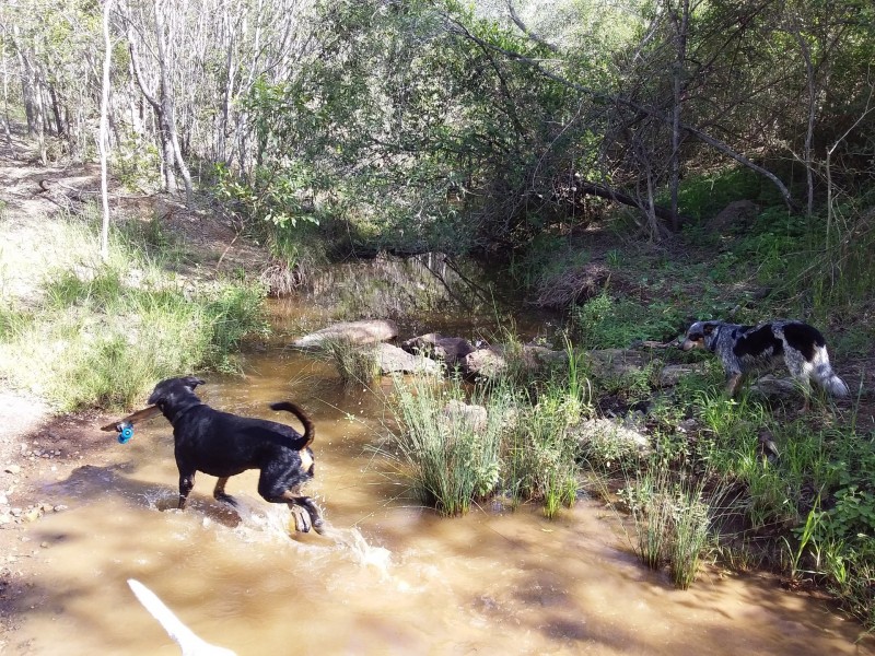 380 Settlement Road, Horse Camp QLD 4671