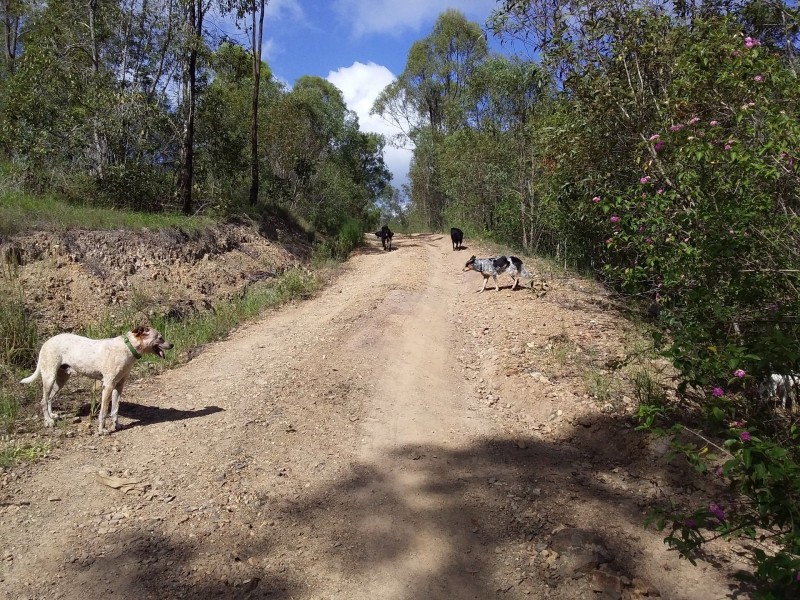 380 Settlement Road, Horse Camp QLD 4671