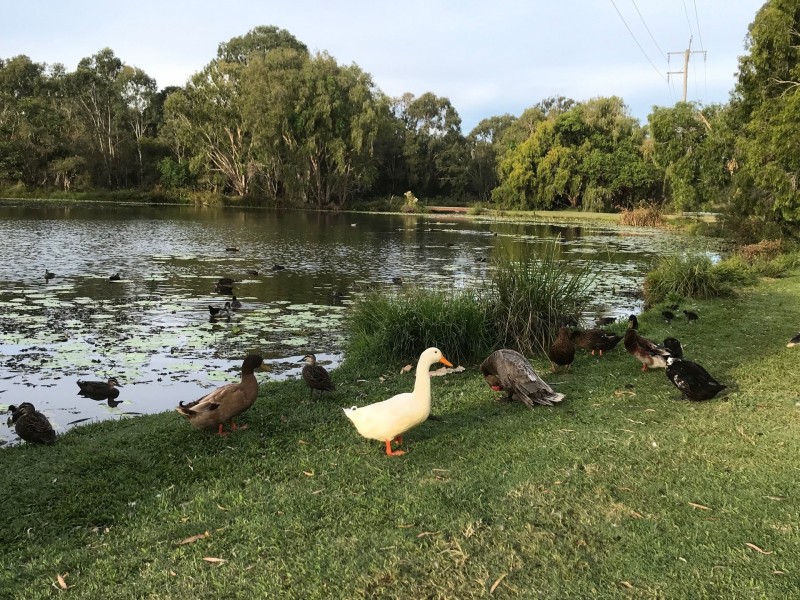 20 Skyring St, Bundaberg East QLD 4670