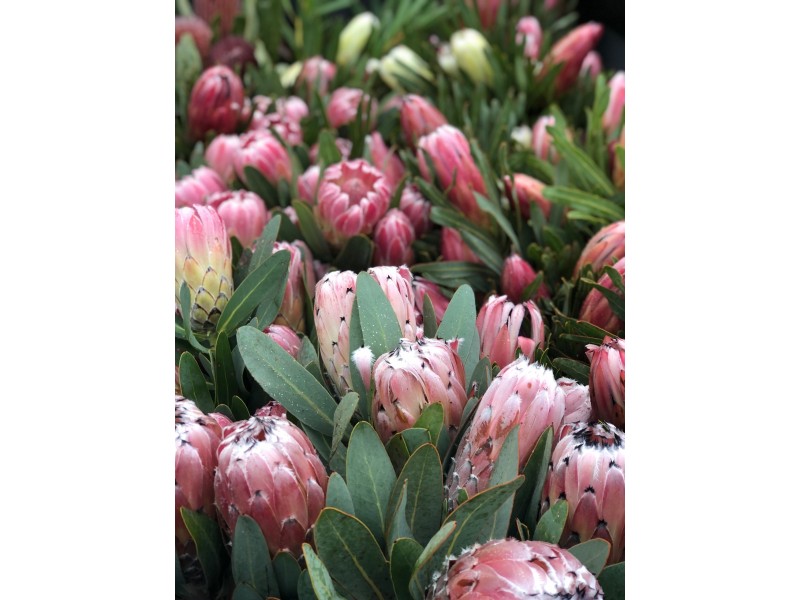 198 Nunn Road, Myponga SA 5202